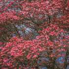 Washington State Pink dogwood tree in bloom Art Print